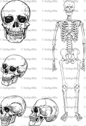 Skulls and Skeleton - Digi